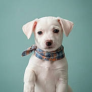 Gucci is registered to the contest to win money with this photo: puppy, dog, white_dog, scarf, pet, cute, portrait, raising_paw, indoor, soft_light, animal, young_dog, adorable, studio, looking_at_camera, sitting, small_dog, isolated, background, friendly