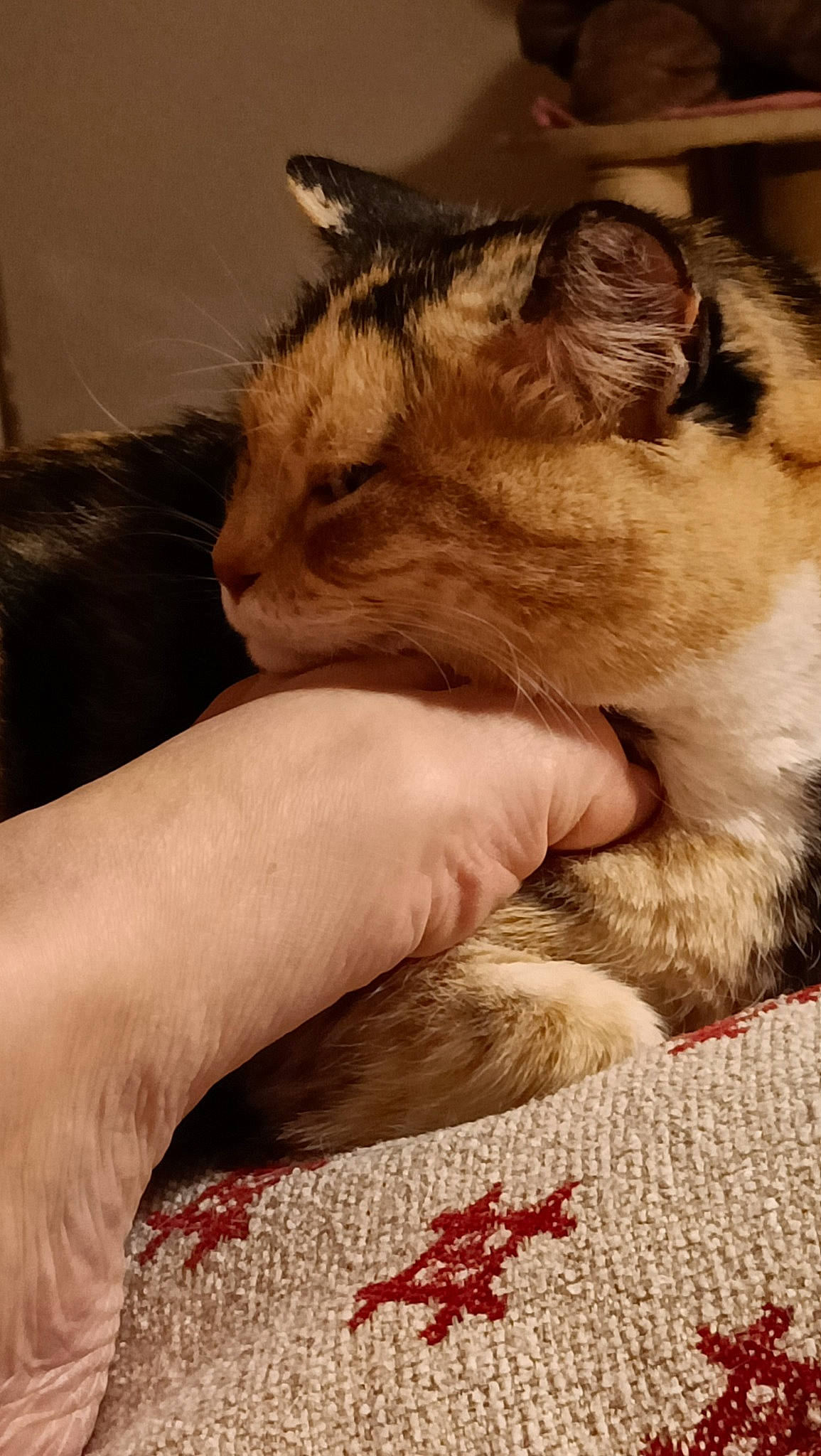 Petit Dauphin a rejoint le concours — aidez-le/la à gagner de superbes lots ! box, carnivore, carpet, cat, claw, comfort, domestic_short_haired_cat, fawn, felidae, flooring, fur, gesture, linens, mat, paw, small_to_medium_sized_cats, snout, thai, whiskers, woven_fabric