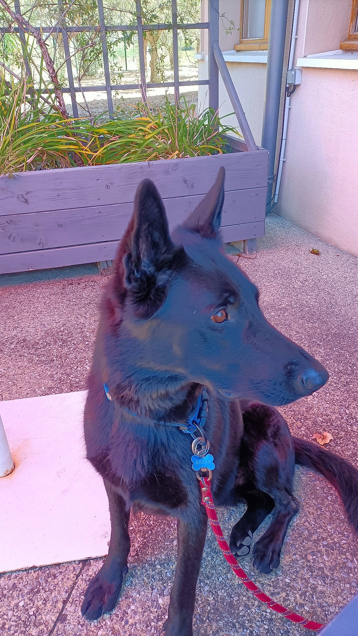 Pako participe au concours pour gagner de l'argent avec cette photo : black_norwegian_elkhound, canidae, canis, carnivore, companion_dog, dog, dog_breed, door, electric_blue, fawn, fur, herding_dog, non_sporting_group, plant, snout, sporting_group, working_animal, working_dog