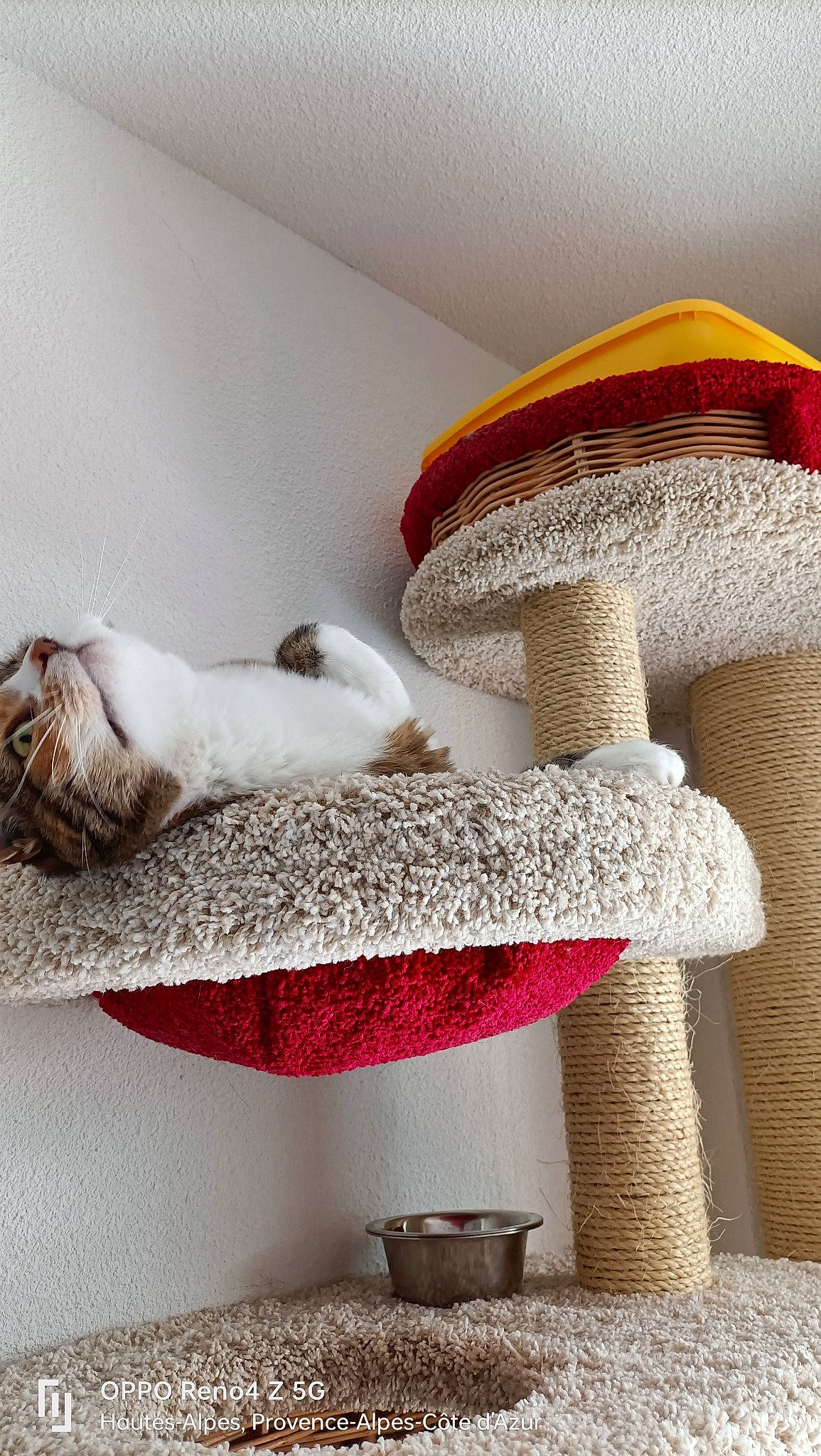 La Petite participe au concours pour gagner de l'argent avec cette photo : art, carnivore, cat, cat_supply, comfort, felidae, flooring, fur, hardwood, interior_design, linens, pet_supply, room, shelving, small_to_medium_sized_cats, table, tail, textile, whiskers, wood