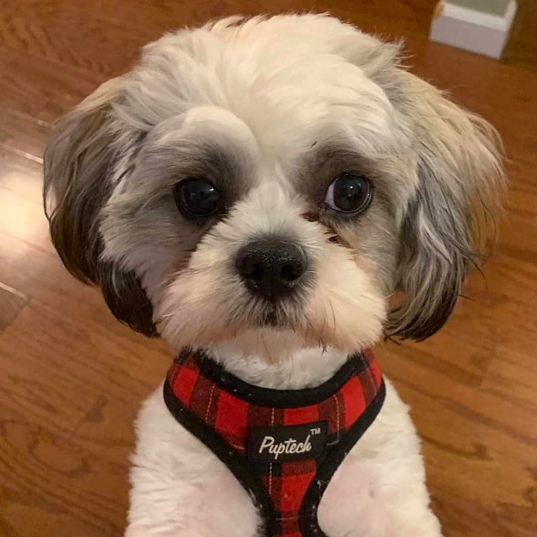 Cooper is registered to the contest to win money with this photo: adorable, animal, black, brown, companion, cute, dog, ears, eyes, face, fluffy, fur, indoor, nose, pet, plaid_harness, puppy, small_dog, white, wooden_floor
