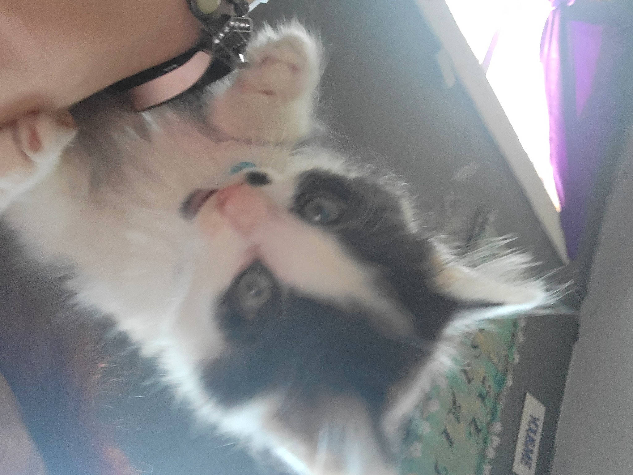 Cheshire joined the competition — help win amazing prizes! canidae, carnivore, cat, claw, companion_dog, dog_breed, domestic_short_haired_cat, fawn, felidae, fur, gesture, nail, paw, photo_caption, small_to_medium_sized_cats, snout, tail, whiskers