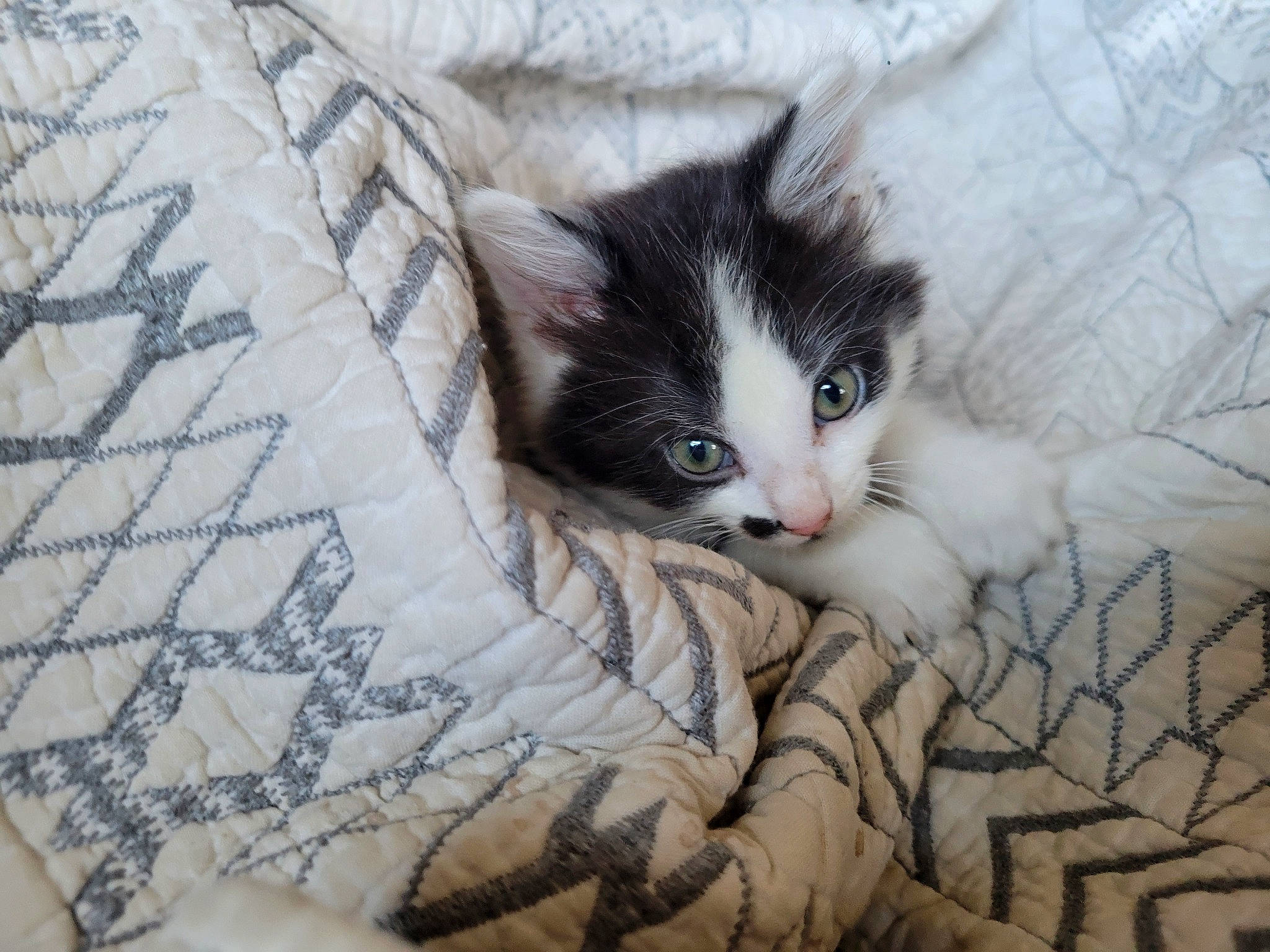 Cheshire joined the competition — help win amazing prizes! carnivore, cat, cat_supply, claw, comfort, domestic_short_haired_cat, felidae, fur, grey, linens, pattern, paw, small_to_medium_sized_cats, snout, tail, whiskers, wood