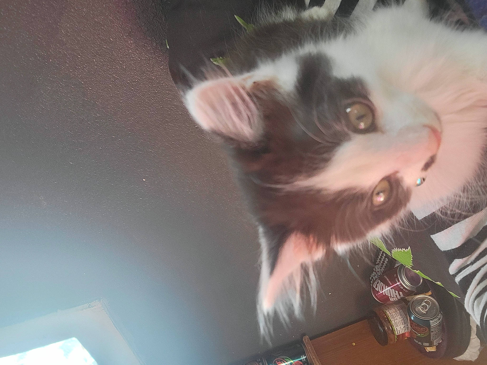 Cheshire joined the competition — help win amazing prizes! carnivore, cat, domestic_short_haired_cat, eye, felidae, fur, paw, plant, sky, small_to_medium_sized_cats, snout, tail, tree, whiskers