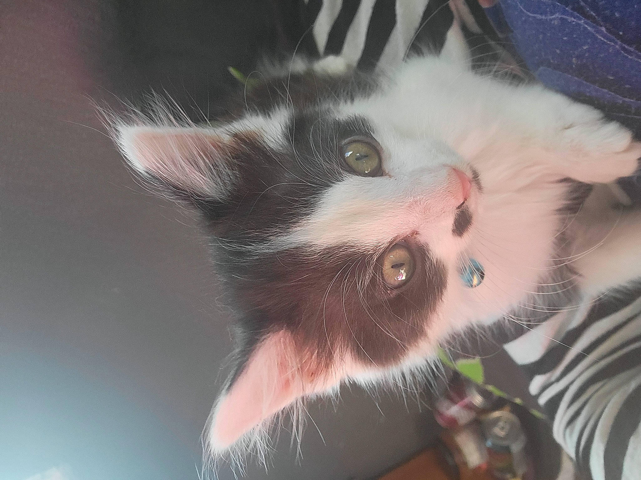 Cheshire joined the competition — help win amazing prizes! carnivore, cat, cat_supply, claw, domestic_short_haired_cat, felidae, fur, paw, small_to_medium_sized_cats, snout, tail, whiskers