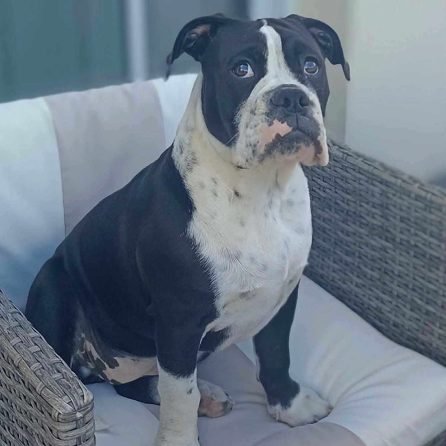 Baya a rejoint le concours — aidez-le/la à gagner de superbes lots ! dog, black_and_white, sitting, wicker_chair, cushion, indoor, pet, animal, cute, portrait, furniture, looking_up, ears, snout, paw, fur, companion, domestic, calm, alert