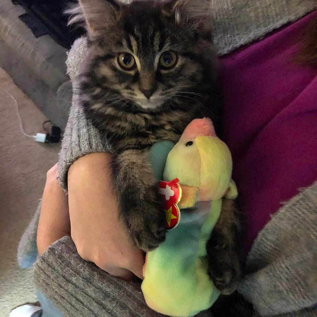 Evangeline joined the competition — help win amazing prizes! animal, ball, blanket, cat, couch, cushion, face, furniture, head, homedecor, kitten, person, pet, photography, plush, portrait, sport, tennis, tennisball, toy