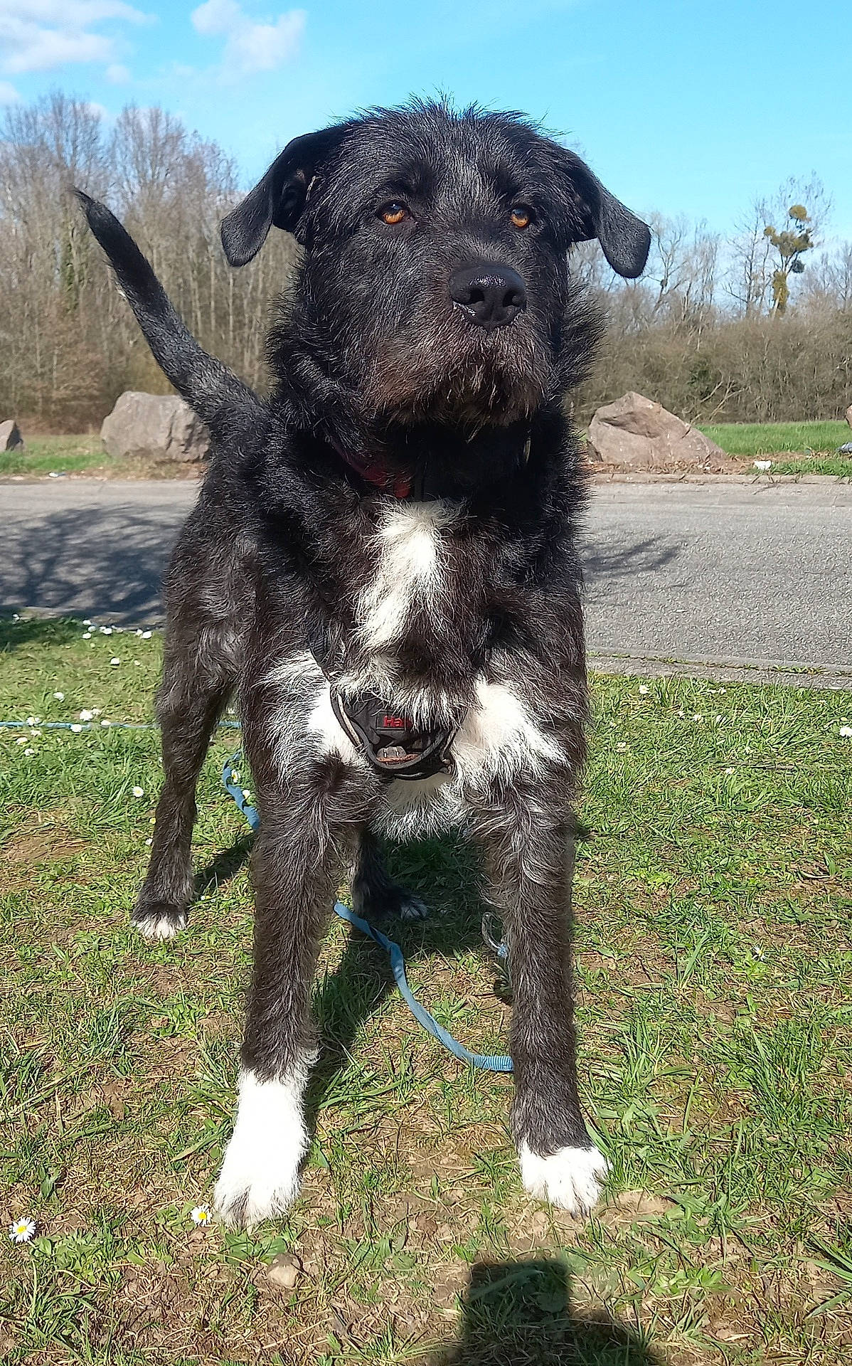 Oreo a rejoint le concours — aidez-le/la à gagner de superbes lots ! alert, animal, black_dog, blue_sky, canine, collar, daytime, dog, fur, grass, leash, nature, outdoor, pet, road, rocks, standing, sunny, trees, white_paws