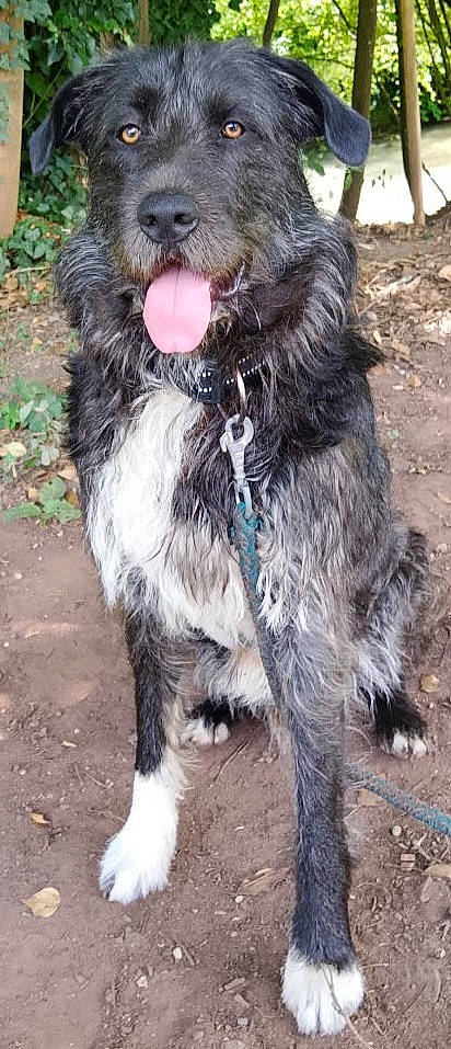 Oreo participe au concours pour gagner de l'argent avec cette photo : animal, black_and_white, canine, collar, dirt_path, dog, ears, eyes, fur, greenery, happy, leash, nature, outdoor, pet, playful, portrait, sitting, tongue_out, trees