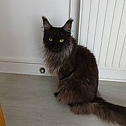 Denzel participe au concours pour gagner de l'argent avec cette photo : cat, black_cat, animal, pet, fur, yellow_eyes, indoor, floor, radiator, sitting, feline, whiskers, ears, tail, domestic_animal, mammal, cute, companion, household, quiet
