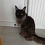 cat, black_cat, animal, pet, fur, yellow_eyes, indoor, floor, radiator, sitting, feline, whiskers, ears, tail, domestic_animal, mammal, cute, companion, household, quiet