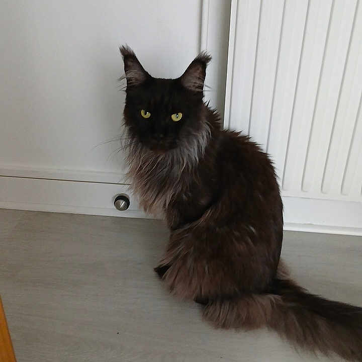 Denzel participe au concours pour gagner de l'argent avec cette photo : animal, black_cat, cat, companion, cute, domestic_animal, ears, feline, floor, fur, household, indoor, mammal, pet, quiet, radiator, sitting, tail, whiskers, yellow_eyes