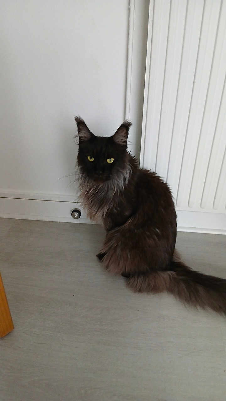 Denzel participe au concours pour gagner de l'argent avec cette photo : cat, black_cat, animal, pet, fur, yellow_eyes, indoor, floor, radiator, sitting, feline, whiskers, ears, tail, domestic_animal, mammal, cute, companion, household, quiet