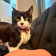 Kino joined the competition — help win amazing prizes! alert, animal, background, black_and_white, bow_collar, cat, close_up, collar, curious, curtains, cushioned_seat, domestic, door, furniture, human_arm, indoor, open_door, pet, whiskers, yellow_eyes