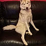Rio participe au concours pour gagner de l'argent avec cette photo : dog, husky, sitting, black_leather_couch, indoor, pet, canine, fur, tail, ears, blue_eyes, red_wall, floor_tiles, relaxed, looking_at_camera, animal, home, furniture, companion, portrait