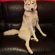 Rio a rejoint le concours — aidez-le/la à gagner de superbes lots ! husky, dog, pet, animal, sitting, black_leather_couch, indoor, red_wall, blue_eyes, fur, tail, canine, household, portrait, companion, looking_at_camera, domestic, furniture, relaxed, cute