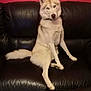 husky, dog, pet, animal, sitting, black_leather_couch, indoor, red_wall, blue_eyes, fur, tail, canine, household, portrait, companion, looking_at_camera, domestic, furniture, relaxed, cute