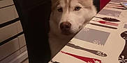 Rio participe au concours pour gagner de l'argent avec cette photo : dog, husky, pet, indoor, table, chair, kitchen, curious, animal, face, fur, ears, white, brown, pattern, furniture, domestic, looking, waiting, home