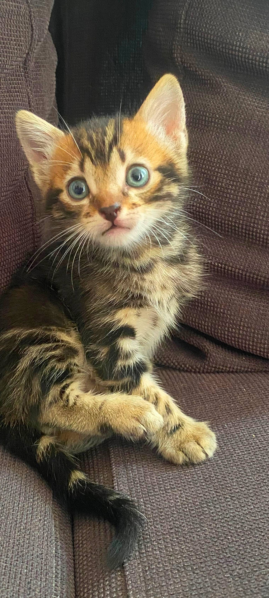 Nala