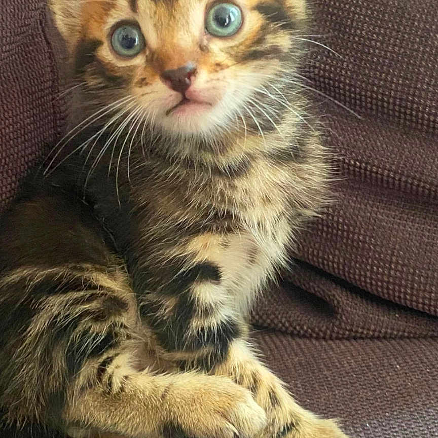 Nala