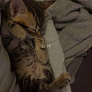 Nala participe au concours pour gagner de l'argent avec cette photo : kitten, sleeping, tabby, cat, paw, fur, cute, cozy, blanket, human_arm, rest, indoor, pet, animal, soft, comfort, relax, warm, snuggle, young_cat