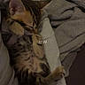 kitten, sleeping, tabby, cat, paw, fur, cute, cozy, blanket, human_arm, rest, indoor, pet, animal, soft, comfort, relax, warm, snuggle, young_cat
