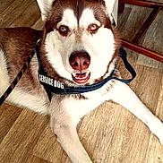 Vasco a rejoint le concours — aidez-le/la à gagner de superbes lots ! dog, service_dog, husky, pet, animal, indoor, floor, wooden_floor, harness, leash, friendly, looking_up, canine, companion, paw, brown_and_white, ears, nose, mouth, human_leg