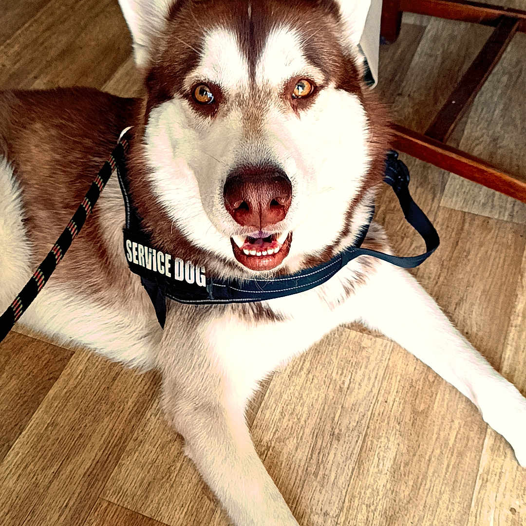 Vasco a rejoint le concours — aidez-le/la à gagner de superbes lots ! animal, brown_and_white, canine, companion, dog, ears, floor, friendly, harness, human_leg, husky, indoor, leash, looking_up, mouth, nose, paw, pet, service_dog, wooden_floor
