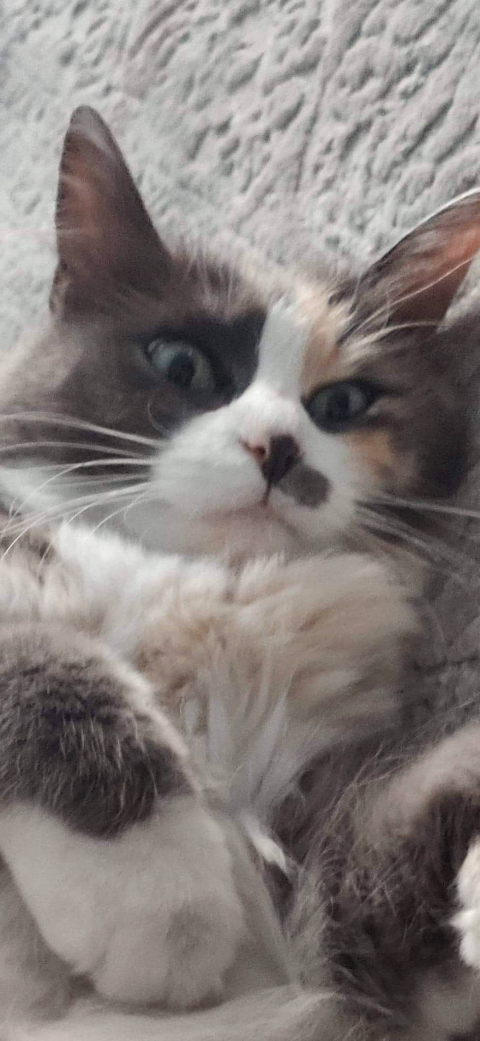 Greta a rejoint le concours — aidez-le/la à gagner de superbes lots ! asian, black_and_white, british_longhair, british_semi_longhair, carnivore, cat, domestic_long_haired_cat, domestic_short_haired_cat, eye, felidae, kitten, mammal, norwegian_forest_cat, nose, ragamuffin, ragdoll, siberian, small_to_medium_sized_cats, snout, whiskers