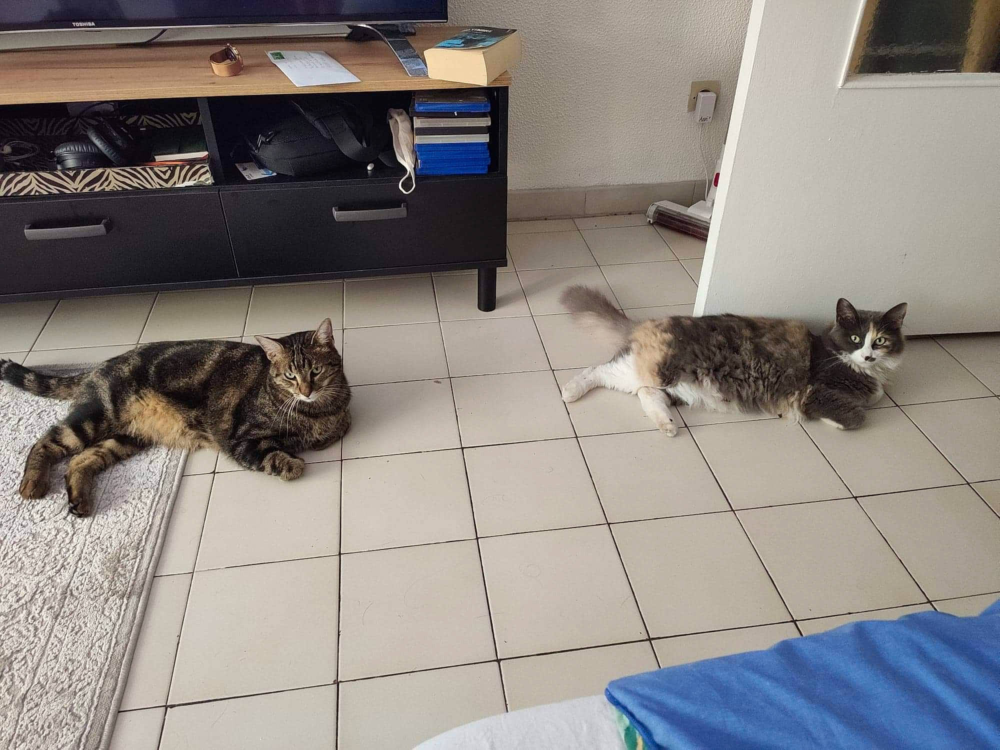 Don Diego De La Jarry a rejoint le concours — aidez-le/la à gagner de superbes lots ! canidae, carnivore, cat, domestic_short_haired_cat, egyptian_mau, european_shorthair, felidae, floor, flooring, house, kitten, mammal, small_to_medium_sized_cats, tabby_cat, tail, whiskers