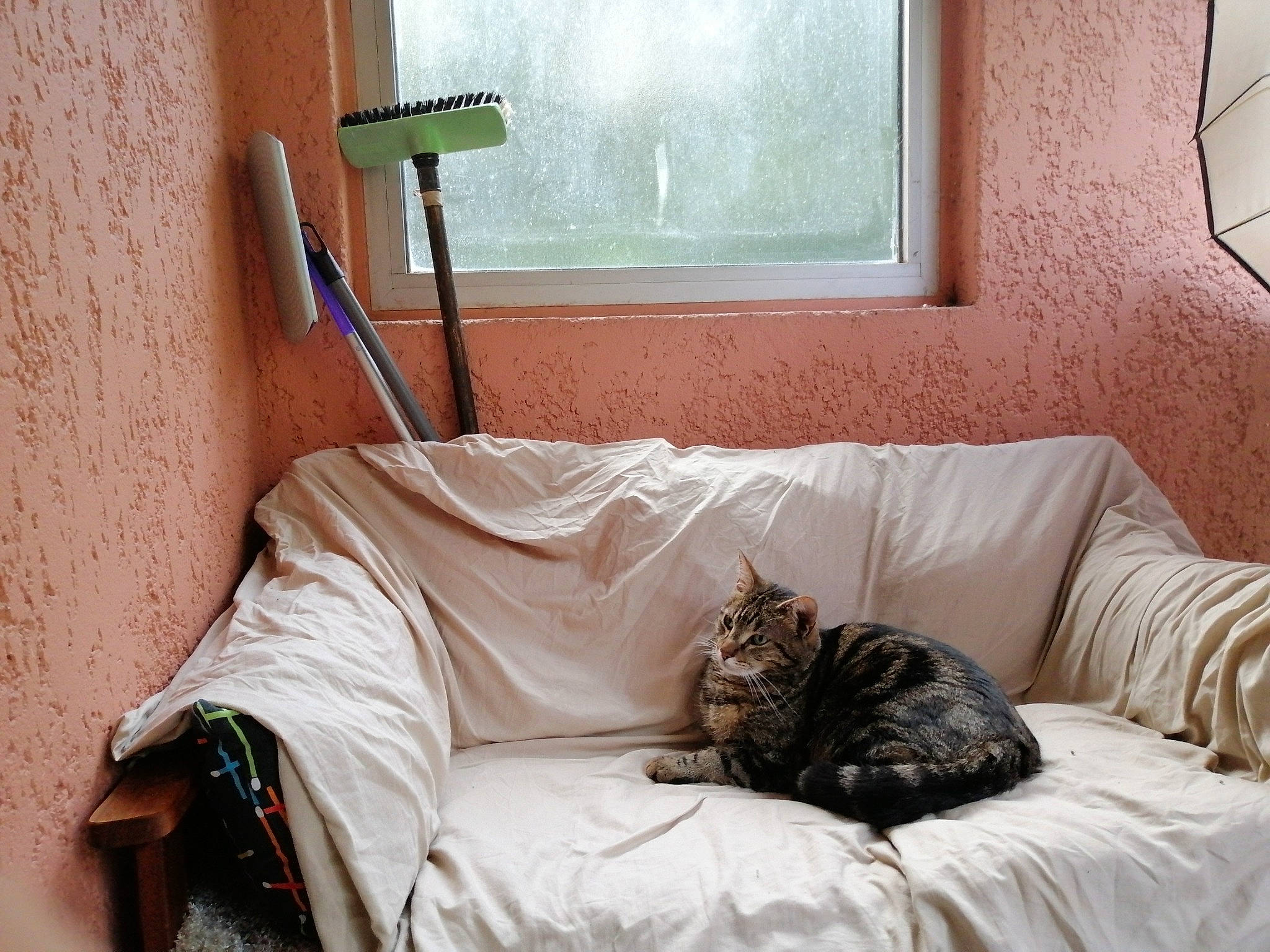 Don Diego De La Jarry a rejoint le concours — aidez-le/la à gagner de superbes lots ! bed, bed_sheet, bedding, bedroom, bengal, carnivore, cat, comfort, domestic_short_haired_cat, felidae, fur, furniture, interior_design, linens, nap, room, small_to_medium_sized_cats, tabby_cat, textile, whiskers