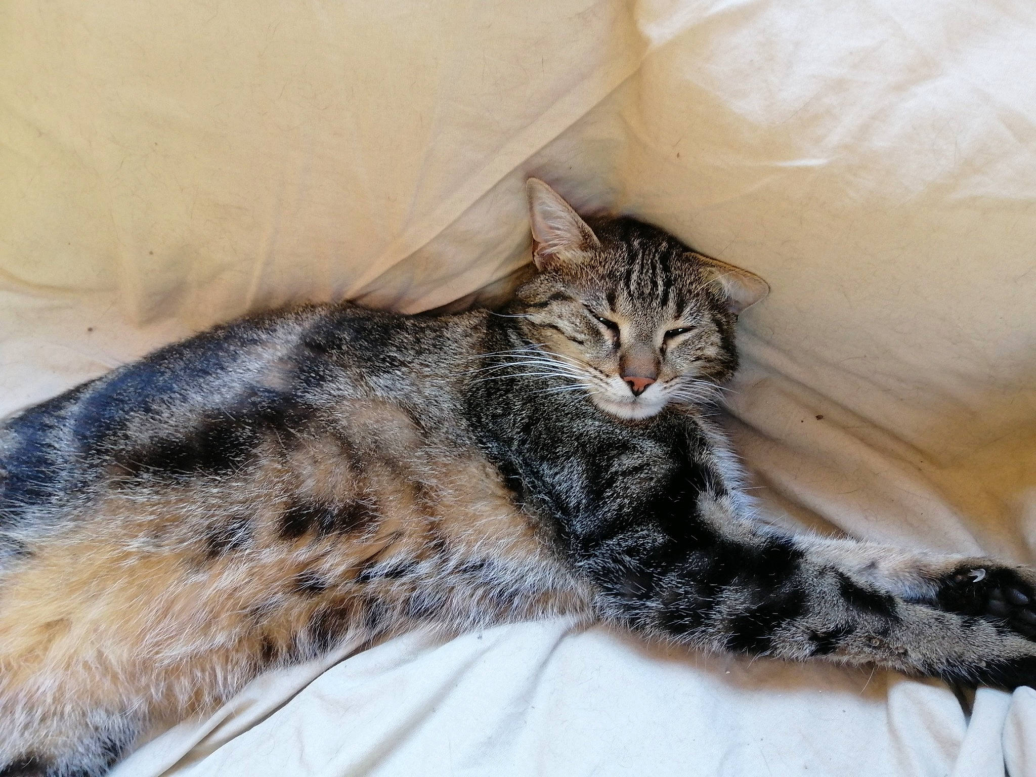 Don Diego De La Jarry participe au concours pour gagner de l'argent avec cette photo : american_shorthair, asian, bengal, carnivore, cat, domestic_short_haired_cat, dragon_li, egyptian_mau, european_shorthair, felidae, fur, kitten, maine_coon, mammal, norwegian_forest_cat, pixie_bob, small_to_medium_sized_cats, tabby_cat, whiskers, wild_cat