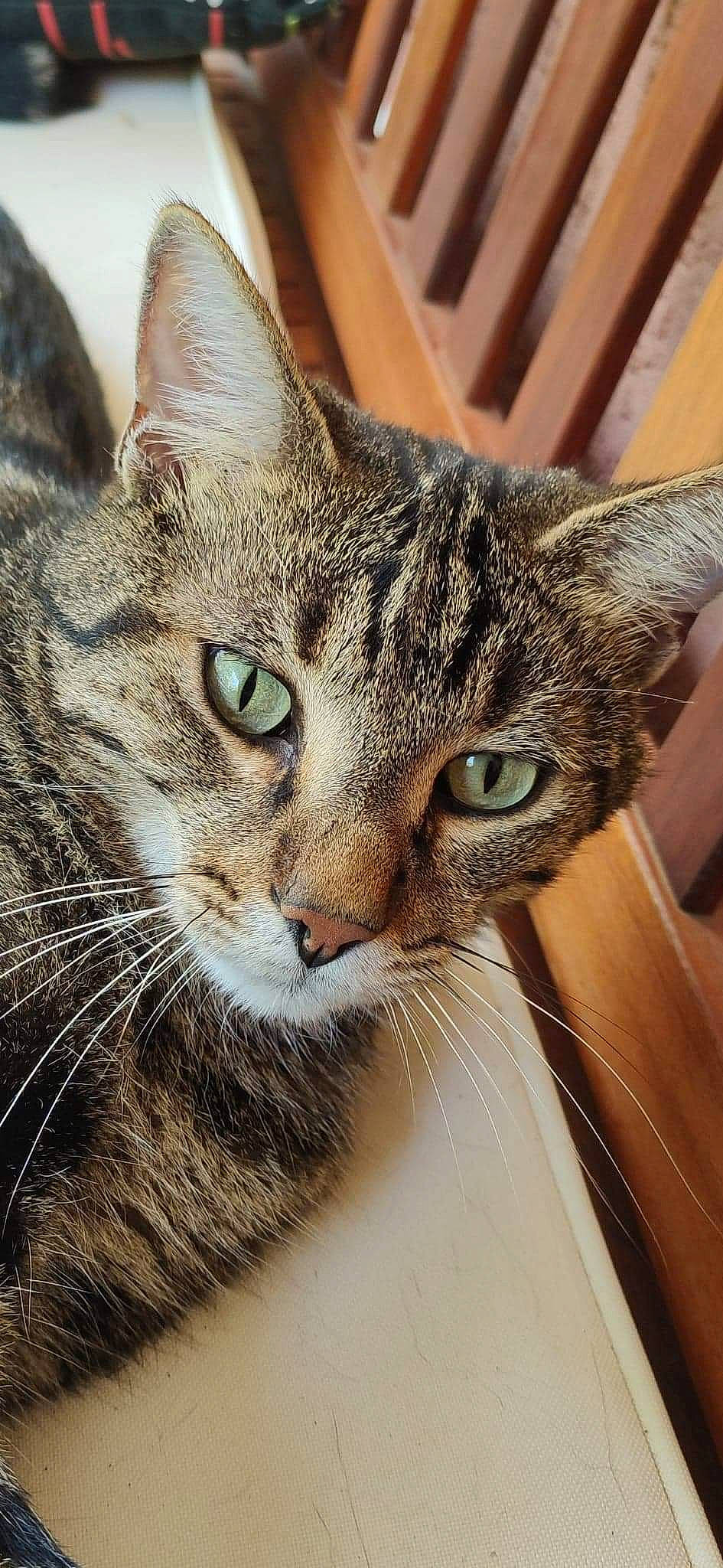 Don Diego De La Jarry