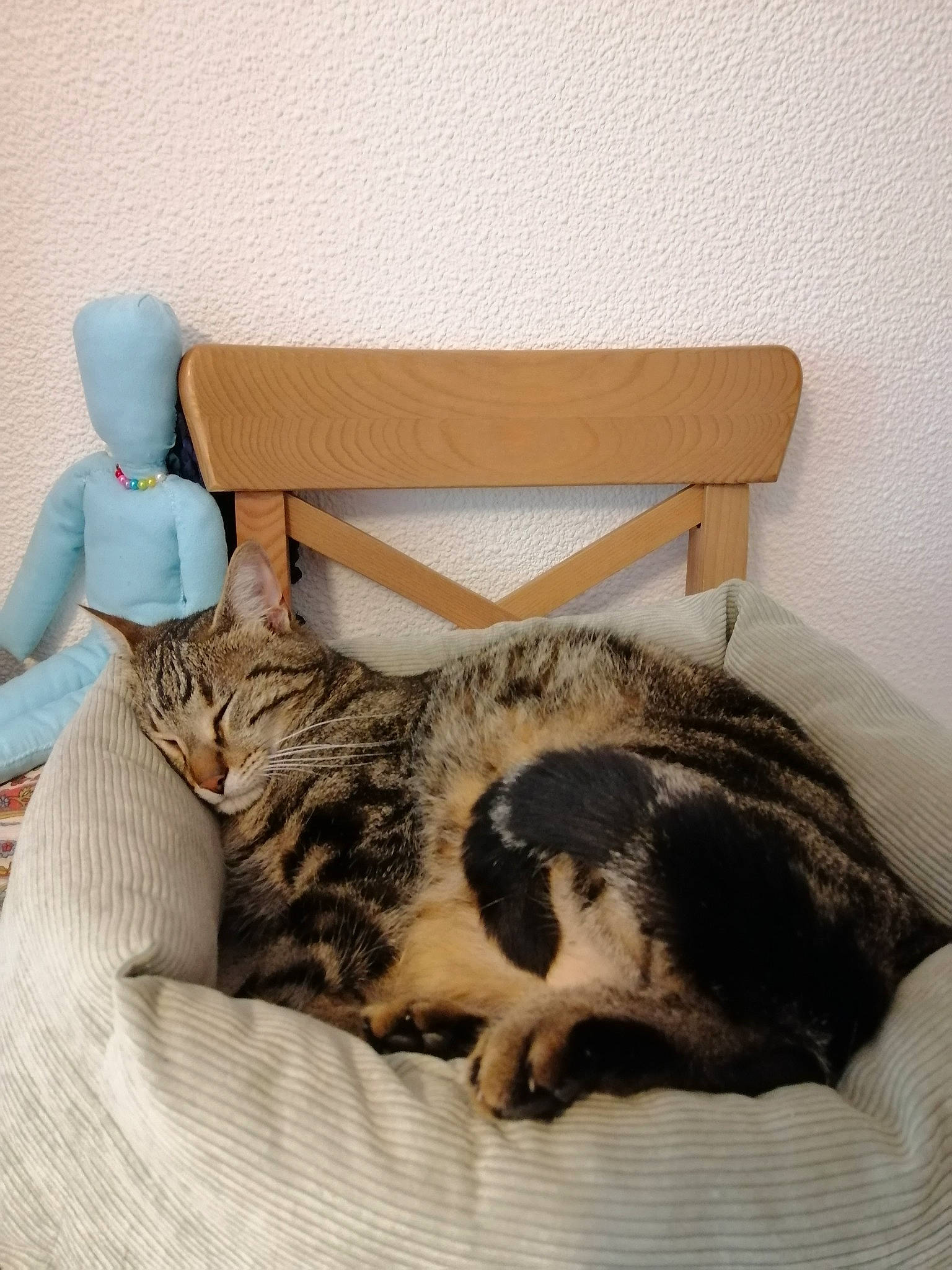 Don Diego De La Jarry a rejoint le concours — aidez-le/la à gagner de superbes lots ! american_shorthair, asian, bed, carnivore, cat, cat_bed, comfort, domestic_short_haired_cat, dragon_li, european_shorthair, felidae, fur, furniture, kitten, nap, ocicat, small_to_medium_sized_cats, tabby_cat, tail, whiskers