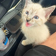 Miso joined the competition — help win amazing prizes! kitten, cat, blue_eyes, fluffy, car_interior, water_bottle, smartphone, seat, black_clothing, cute, pet, young_animal, fur, whiskers, happy, close_up, domestic_cat, indoor, animal, portrait
