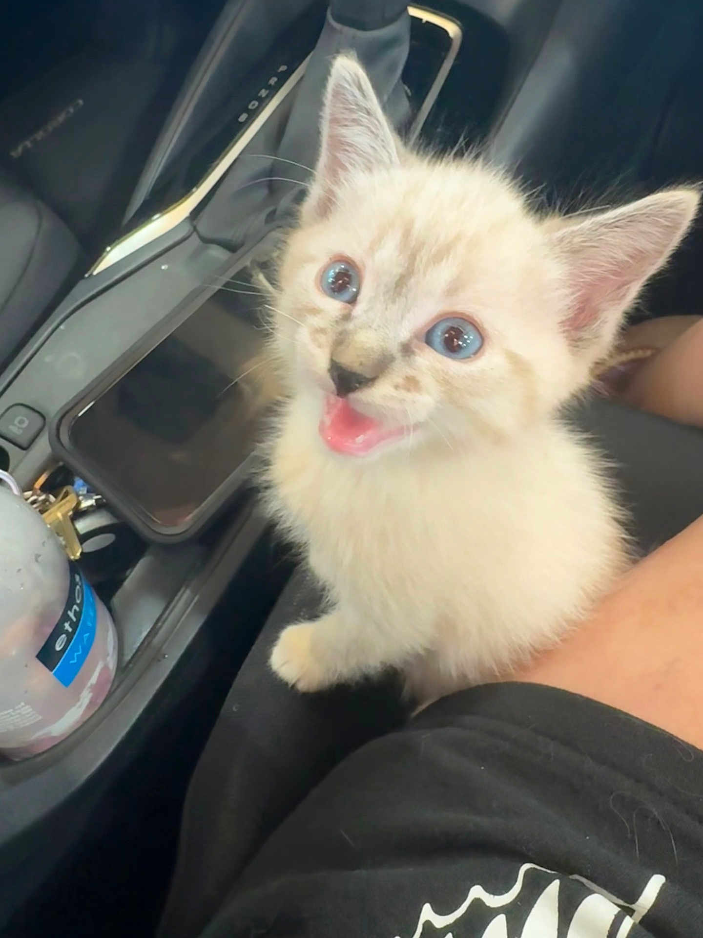 Miso joined the competition — help win amazing prizes! kitten, cat, blue_eyes, fluffy, car_interior, water_bottle, smartphone, seat, black_clothing, cute, pet, young_animal, fur, whiskers, happy, close_up, domestic_cat, indoor, animal, portrait
