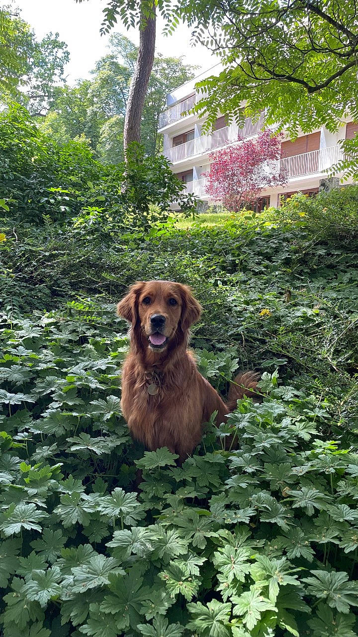 Roma a rejoint le concours — aidez-le/la à gagner de superbes lots ! botany, building, carnivore, companion_dog, dog, dog_breed, fawn, grass, groundcover, gun_dog, house, liver, plant, shrub, sky, snout, sporting_group, tree, window, working_animal