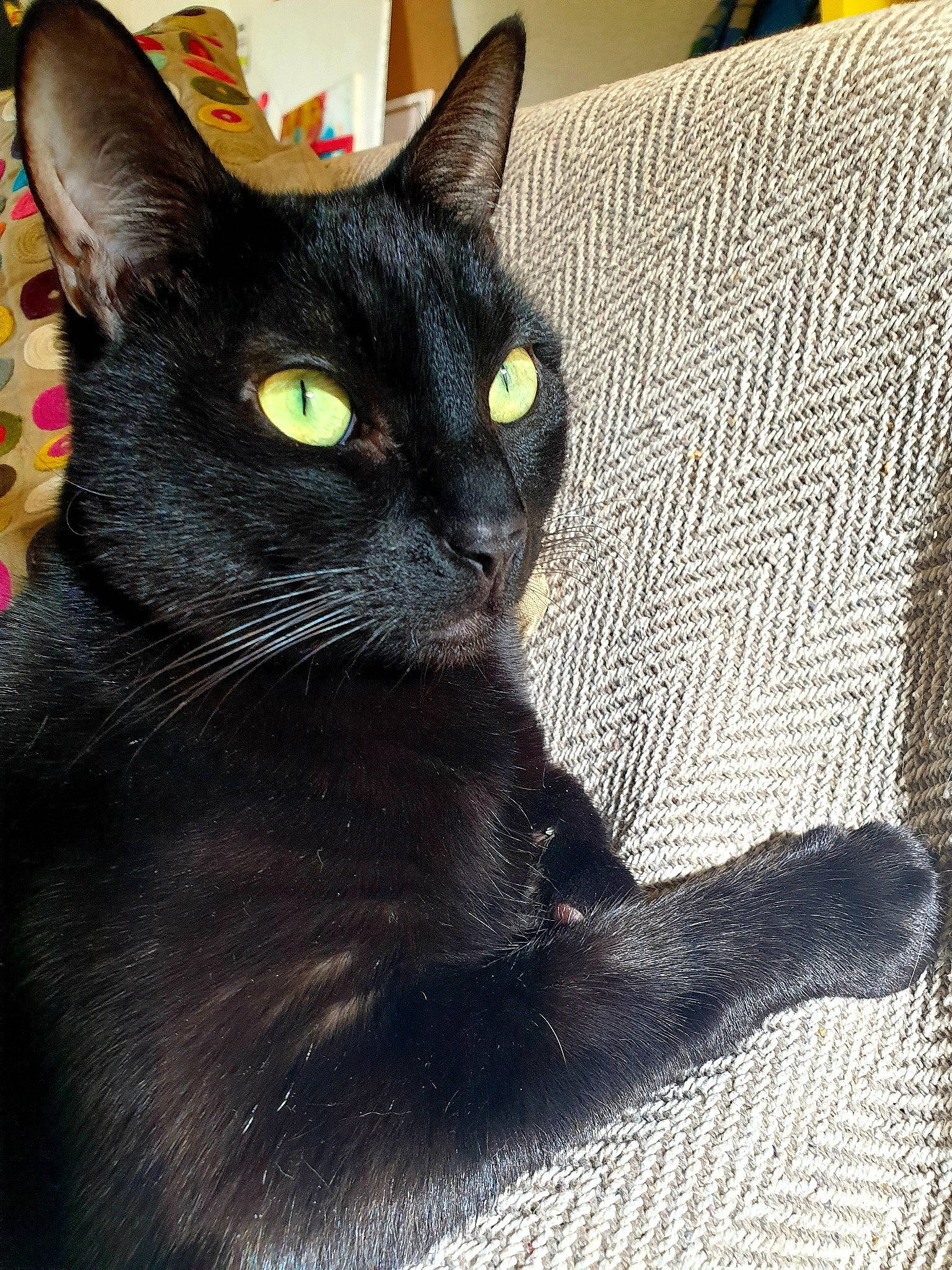 Mon ô a rejoint le concours — aidez-le/la à gagner de superbes lots ! black_cat, bombay, carnivore, cat, comfort, couch, domestic_short_haired_cat, felidae, fur, havana_brown, iris, pillow, small_to_medium_sized_cats, snout, terrestrial_animal, whiskers