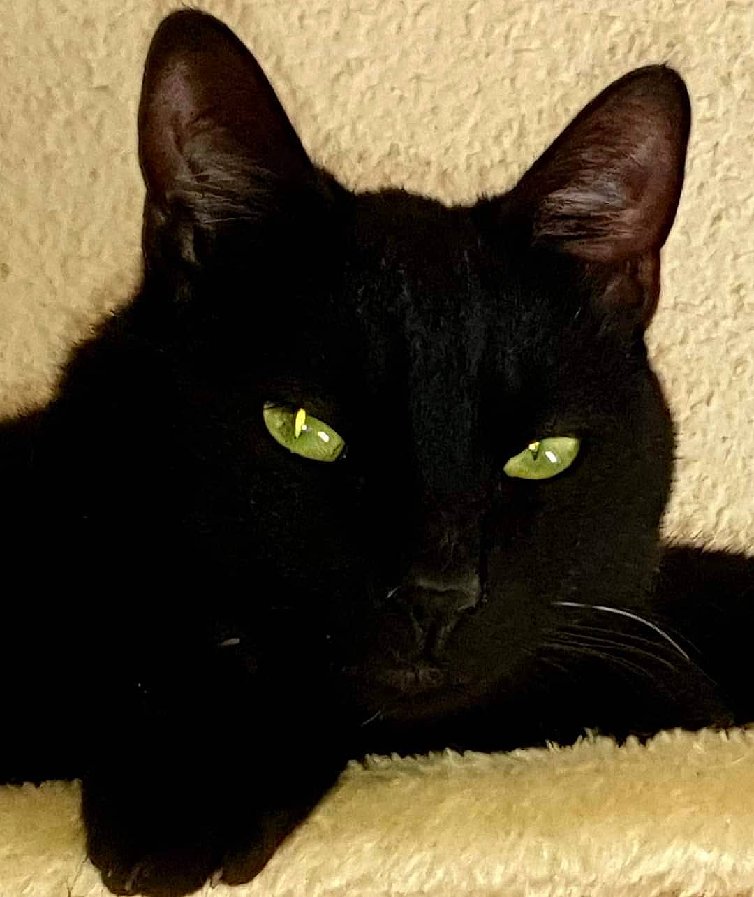 Mon ô a rejoint le concours — aidez-le/la à gagner de superbes lots ! black_cat, bombay, carnivore, cat, comfort, domestic_short_haired_cat, eye, felidae, fur, head, small_to_medium_sized_cats, snout, terrestrial_animal, whiskers