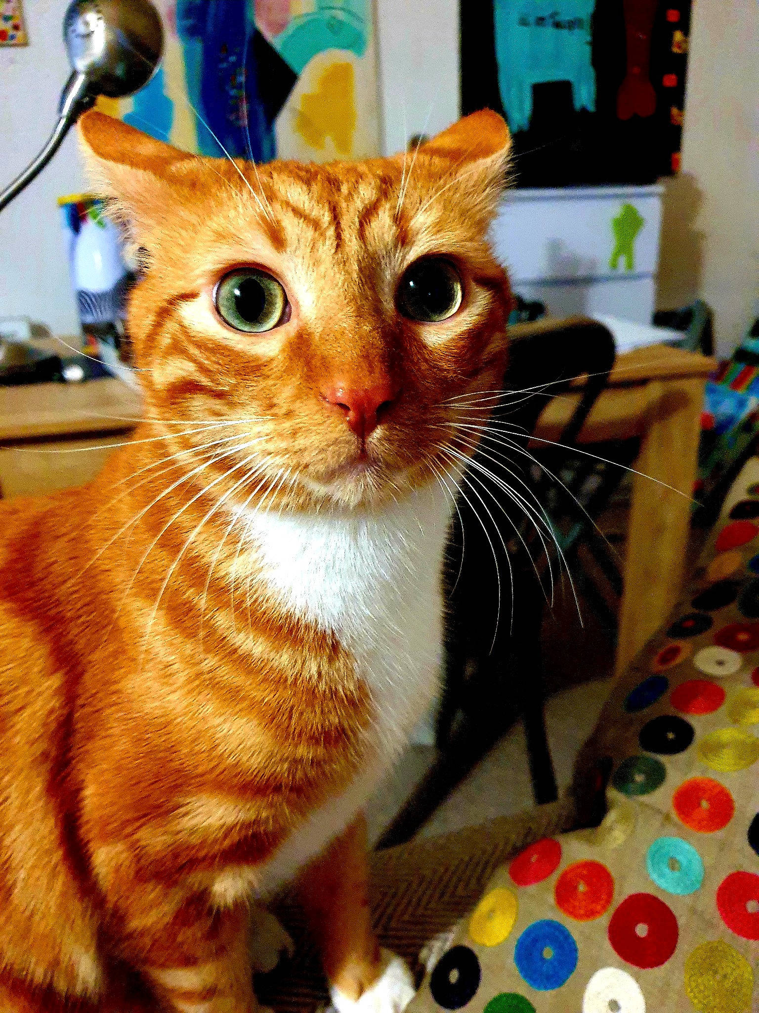 Macha participe au concours pour gagner de l'argent avec cette photo : carnivore, cat, claw, domestic_short_haired_cat, fawn, felidae, fur, pattern, paw, photography, picture_frame, small_to_medium_sized_cats, snout, tail, whiskers, window