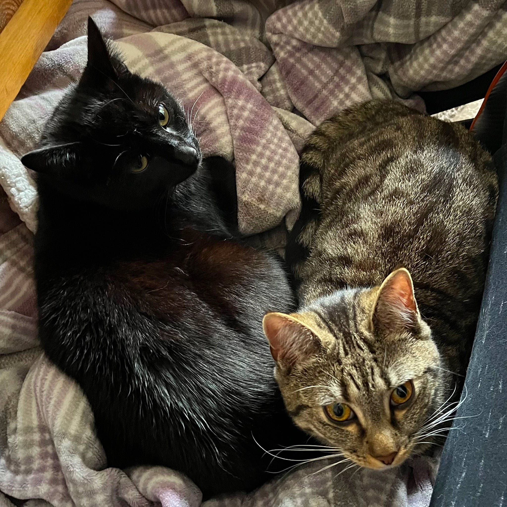 Raphy joined the competition — help win amazing prizes! black_cat, bombay, carnivore, cat, cat_supply, claw, comfort, domestic_short_haired_cat, felidae, fur, grey, paw, small_to_medium_sized_cats, tail, whiskers