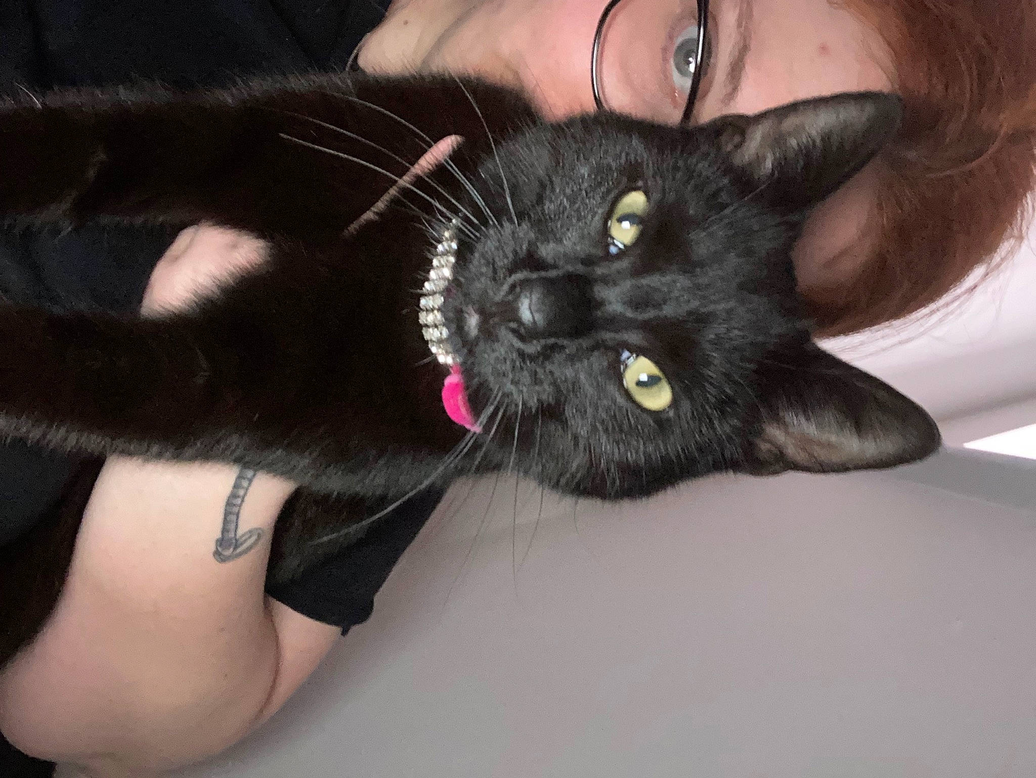 Raphy joined the competition — help win amazing prizes! black_cat, black_hair, bombay, carnivore, cat, comfort, ear, eyelash, felidae, finger, gesture, hand, iris, nose, plant, skin, small_to_medium_sized_cats, snout, thigh, whiskers