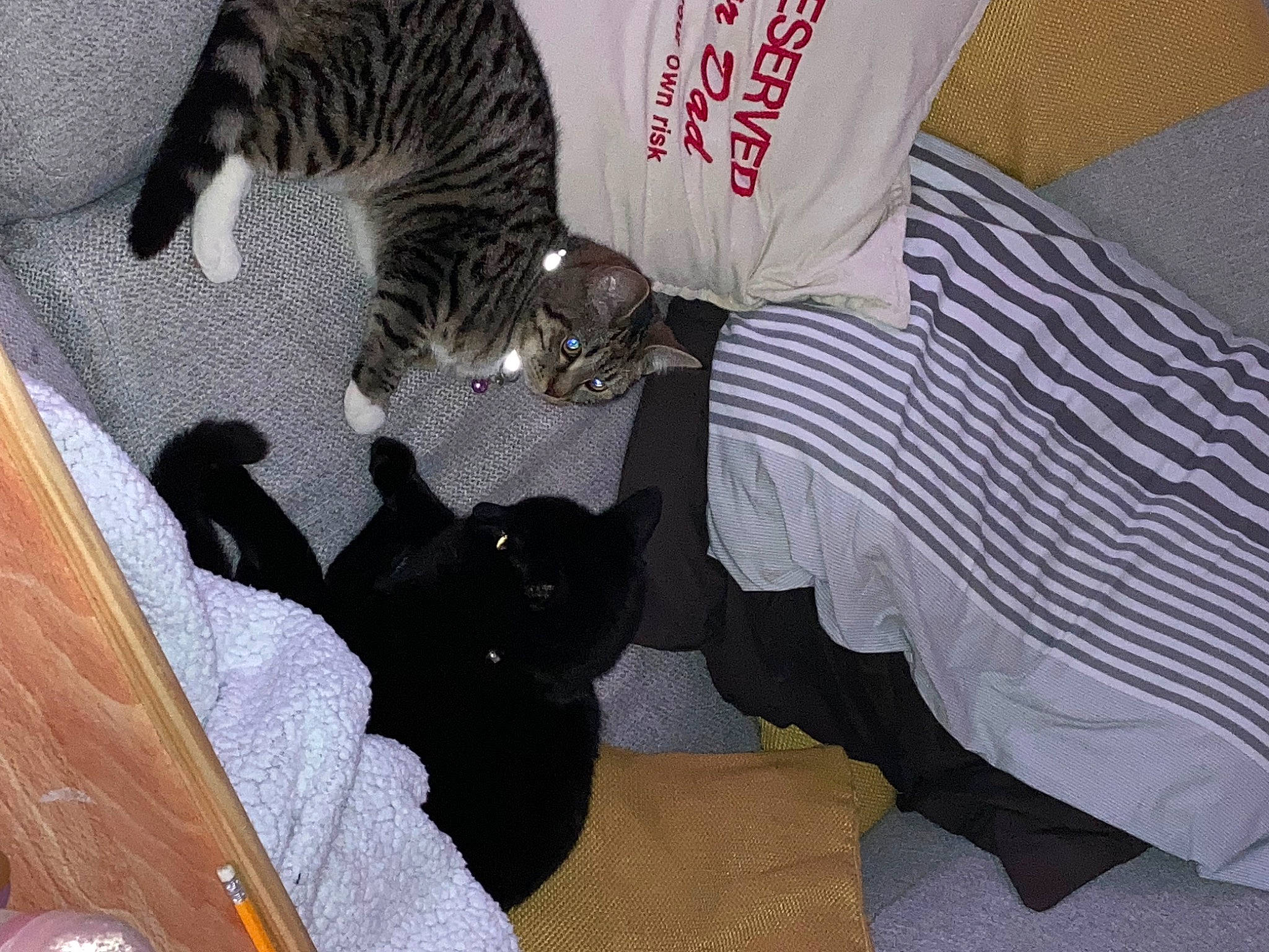 Raphy is registered to the contest to win money with this photo: black_cat, canidae, carnivore, cat, claw, comfort, companion_dog, dog_breed, domestic_short_haired_cat, felidae, fur, hardwood, linens, paw, pet_supply, room, small_to_medium_sized_cats, sporting_group, tail, whiskers