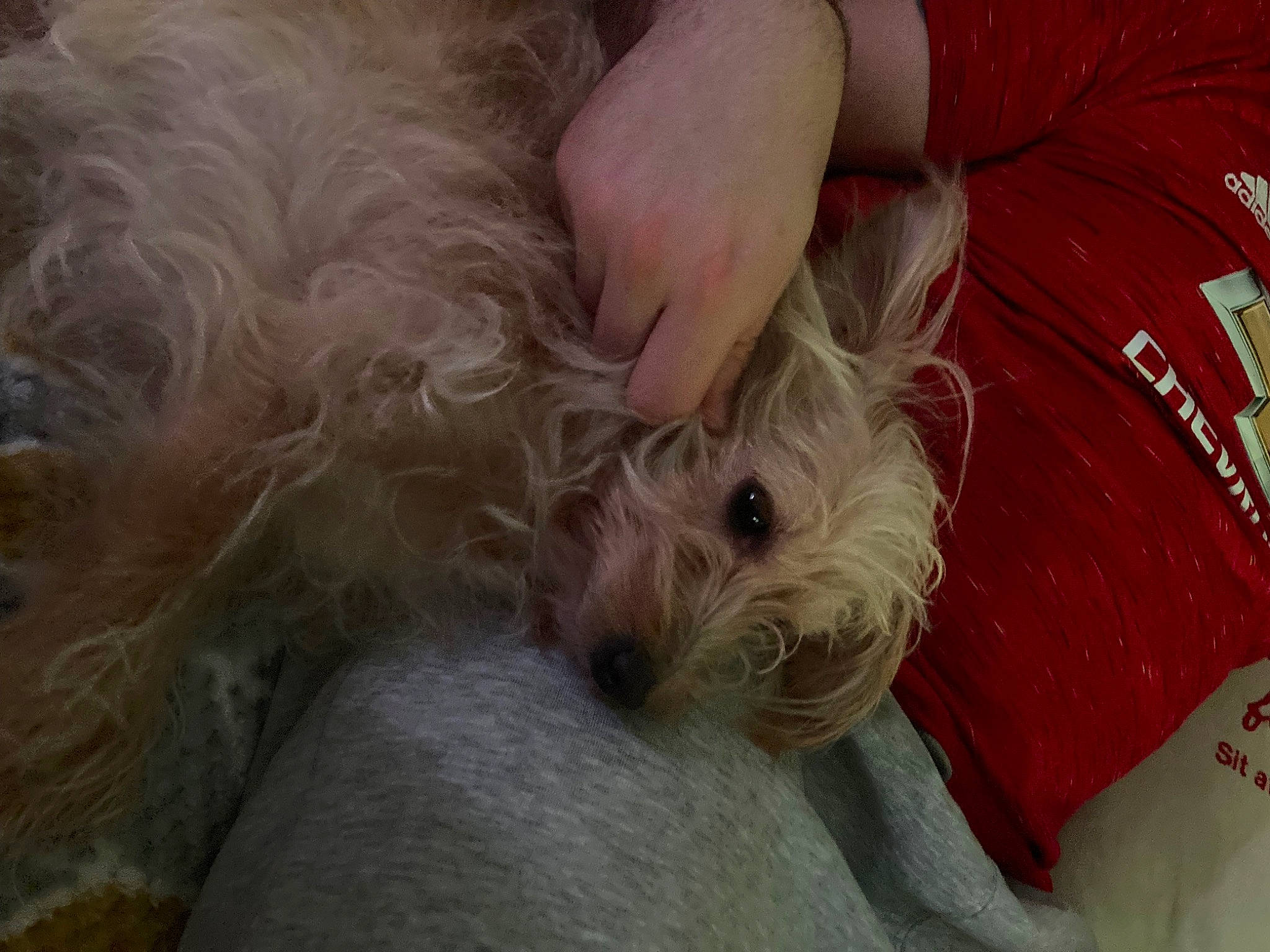 Poppy joined the competition — help win amazing prizes! canidae, carnivore, companion_dog, dog, dog_breed, fawn, fur, maltepoo, non_sporting_group, puppy, small_terrier, snout, sporting_group, terrier, toy_dog, working_animal