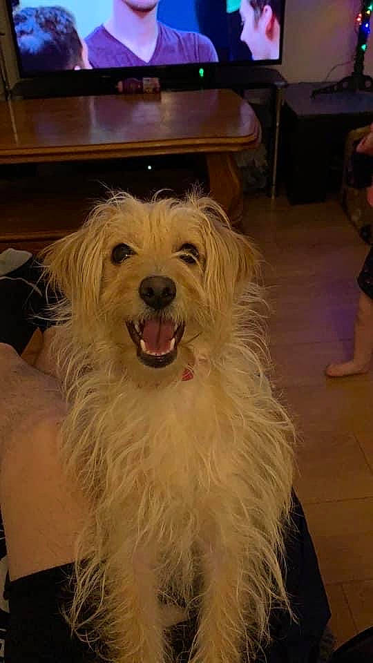 Poppy joined the competition — help win amazing prizes! beard, canidae, carnivore, companion_dog, corgi_chihuahua, dog, dog_breed, event, flooring, fur, hardwood, non_sporting_group, sandal, small_terrier, snout, sporting_group, television, toy_dog, wood, working_animal