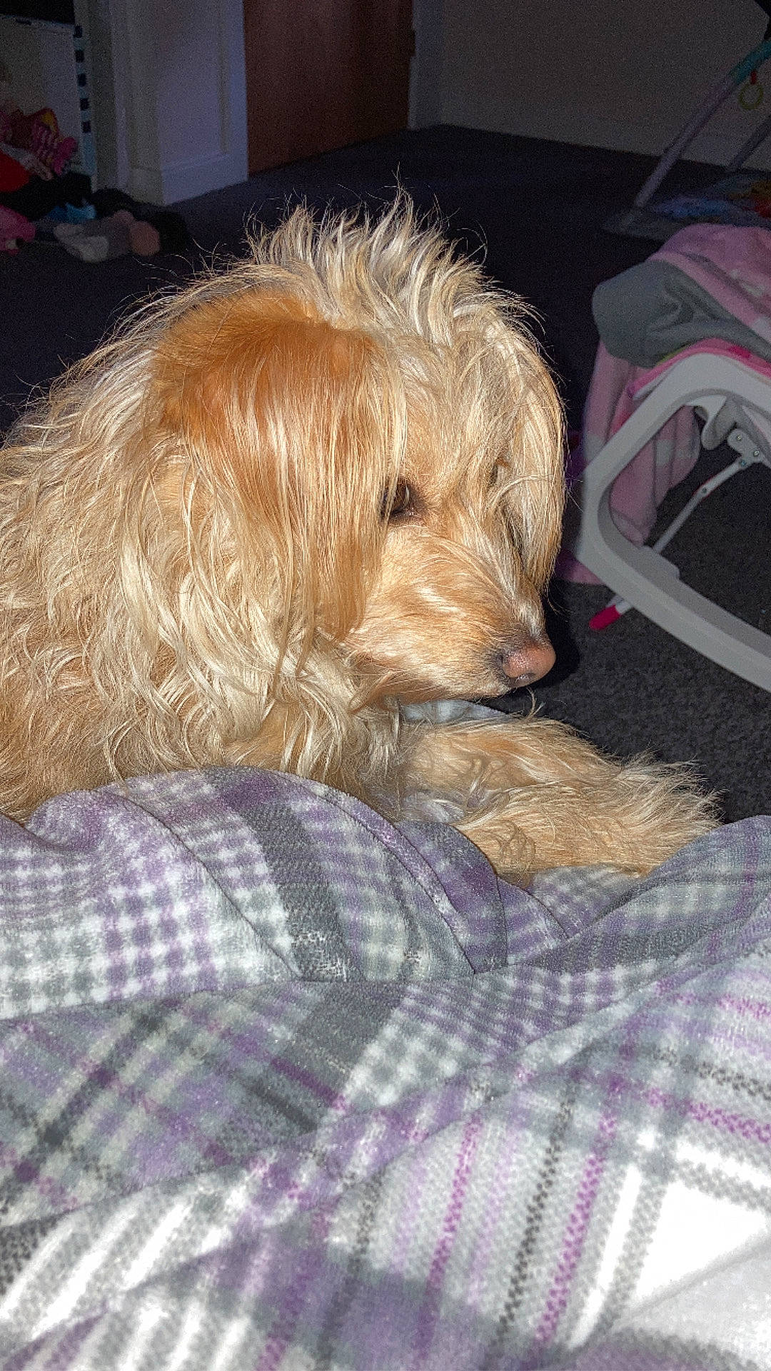 Poppy joined the competition — help win amazing prizes! canidae, carnivore, comfort, companion_dog, dog, dog_breed, dog_supply, fur, linens, liver, pattern, plaid, puppy, small_terrier, snout, sporting_group, tartan, terrier, working_terrier, yorkipoo