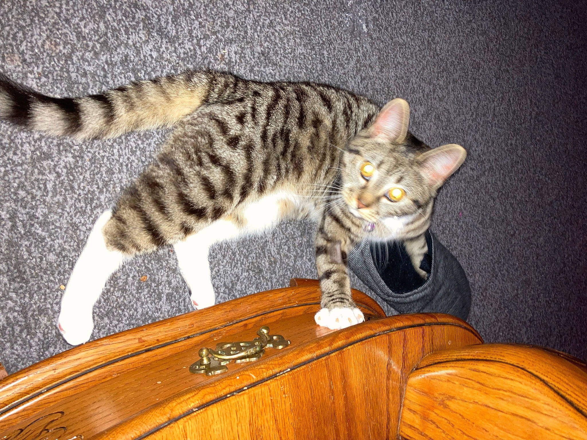 Grey joined the competition — help win amazing prizes! carnivore, cat, cat_supply, comfort, domestic_short_haired_cat, fawn, felidae, fur, hardwood, paw, small_to_medium_sized_cats, snout, tail, terrestrial_animal, varnish, vertebrate, whiskers, window, wood, wood_stain