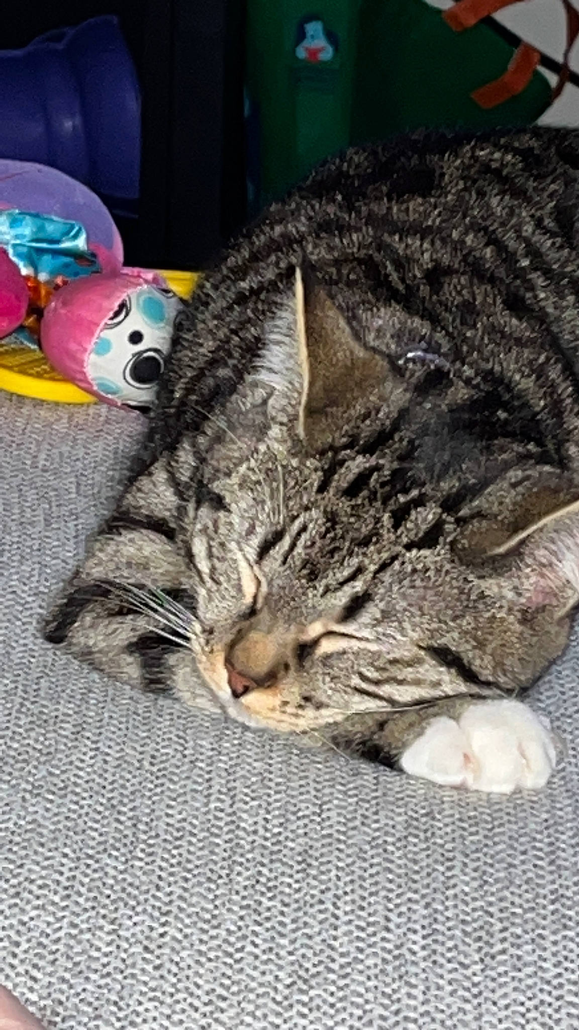 Grey joined the competition — help win amazing prizes! ball, carnivore, cat, claw, comfort, domestic_short_haired_cat, felidae, fur, nap, pattern, paw, sleep, small_to_medium_sized_cats, snout, terrestrial_animal, toy, whiskers