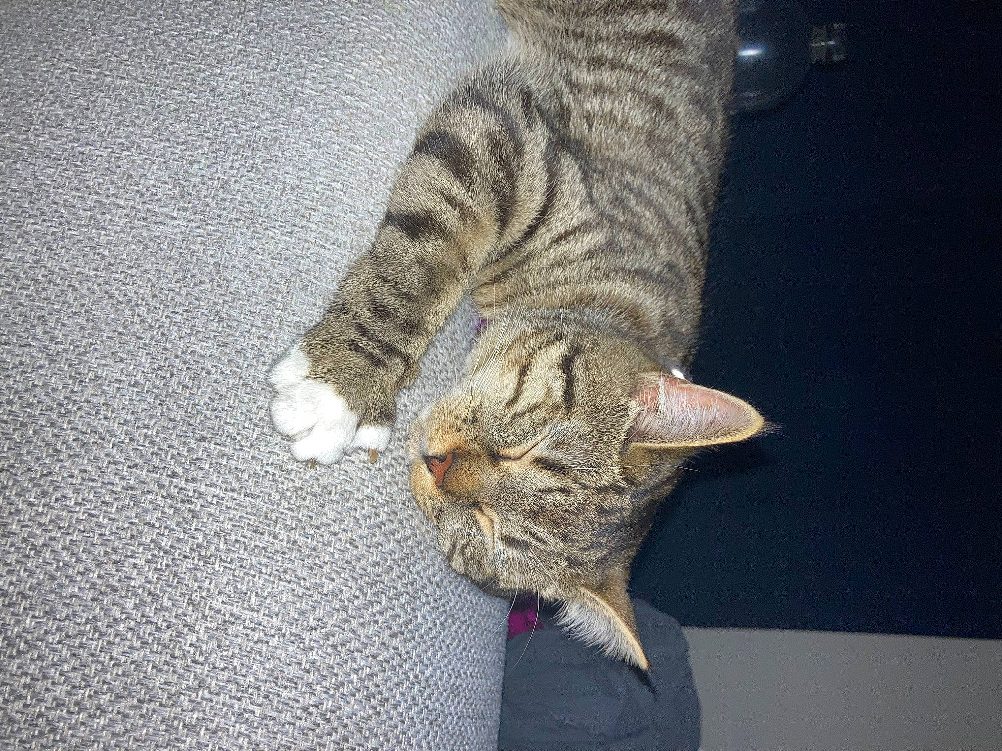 Grey is registered to the contest to win money with this photo: carnivore, cat, claw, comfort, domestic_short_haired_cat, fawn, felidae, foot, fur, grey, human_leg, paw, small_to_medium_sized_cats, snout, tail, terrestrial_animal, whiskers, wildlife