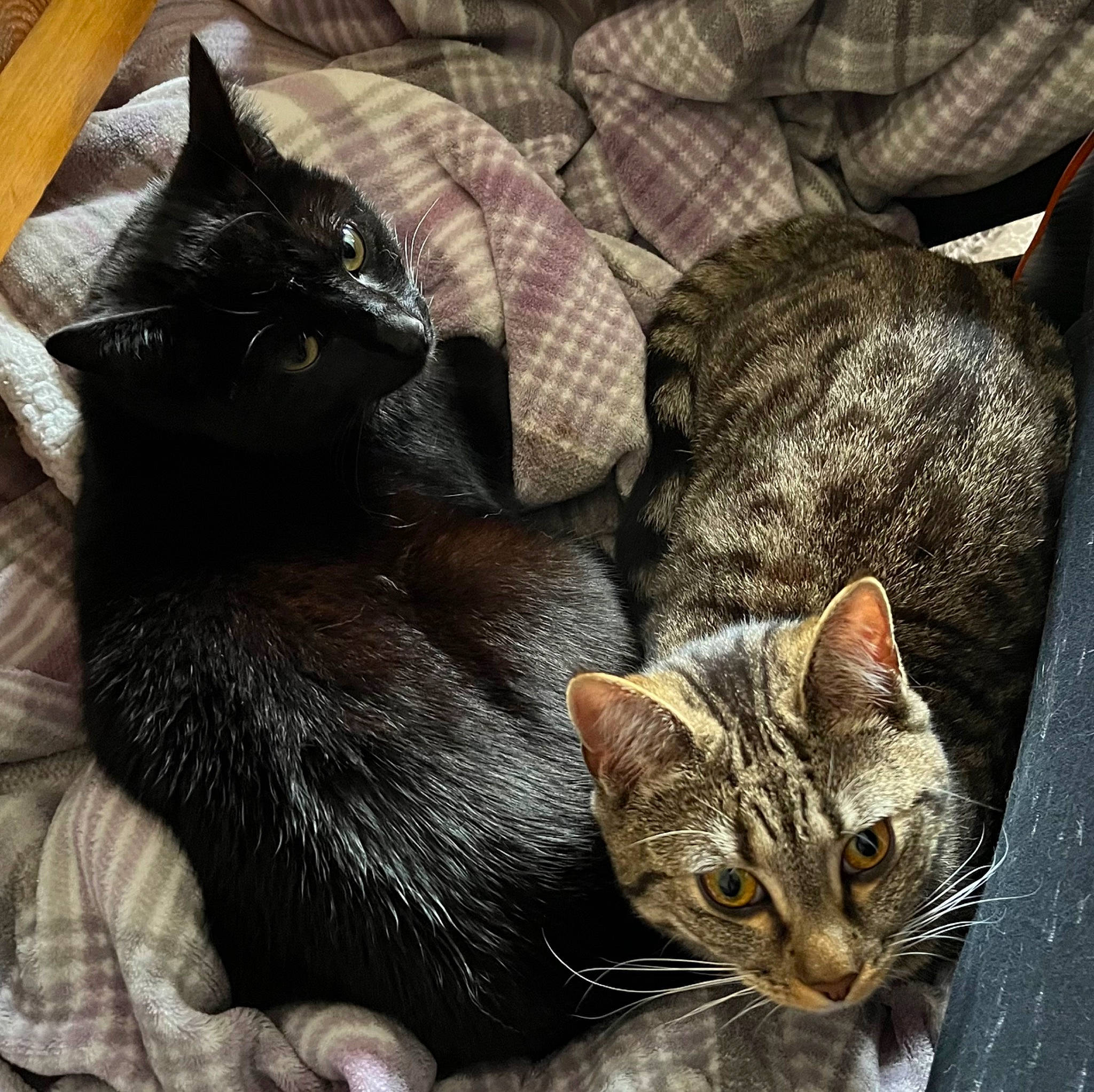 Grey joined the competition — help win amazing prizes! black_cat, bombay, carnivore, cat, cat_supply, claw, comfort, domestic_short_haired_cat, felidae, fur, grey, paw, small_to_medium_sized_cats, tail, whiskers